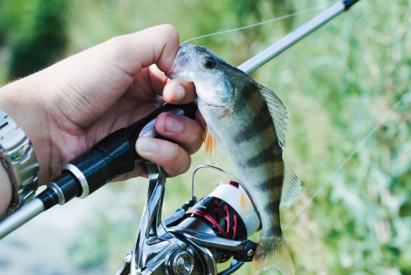 Comment planifier une expédition de pêche au gros en Nouvelle-Zélande : équipements et meilleures saisons ?